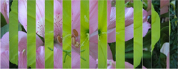 unikatissima Lenticular Image
